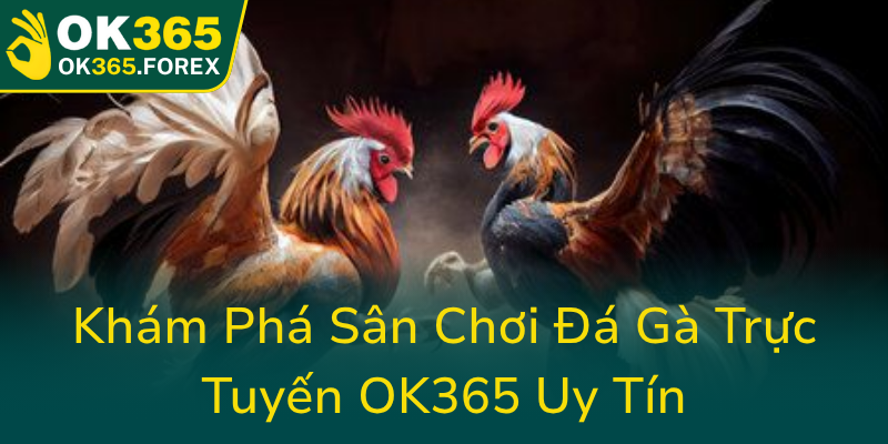 Kham Pha San Choi Da Ga Truc Tuyen Ok365 Uy Tin0