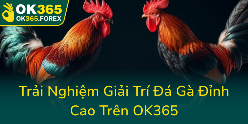 Trai Nghiem Giai Tri Da Ga Dinh Cao Tren Ok3650